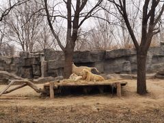-北京野生动物园