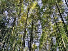 -山王坪喀斯特国家生态公园