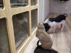 -虎哥家的萌宠屋·猫咖狗咖宠物咖