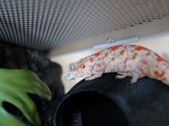 -酷以爬仙阁实体爬宠店·守宫·蜥蜴·专业繁育