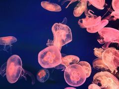 -太平洋海底世界