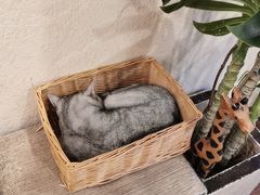 -猫友咖啡店(玉林西路店)