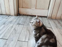 -海边的猫和咖啡馆
