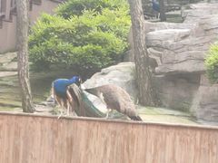 -燕塞湖鸟语林景区