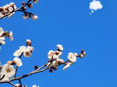 -梅花山(明孝陵内)