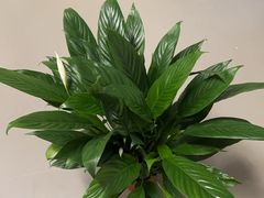 -宜家家居(四元桥商场店)