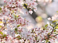 -苏州上方山国家森林公园