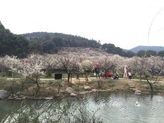 -香雪海