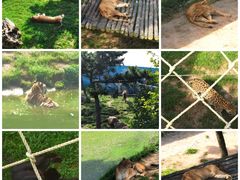 -西霞口神雕山野生动物世界