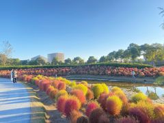 -春花秋色城市公园