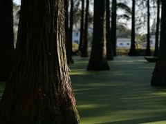 -渌洋湖湿地公园