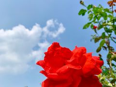 景点-鹅湖玫瑰文化园