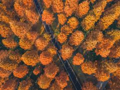 -黄海国家森林公园