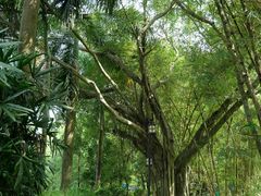 -大屏嶂森林公园