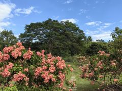 -中国科学院西双版纳热带植物园