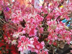 -越秀西湖花市(广州城市广场花卉店)