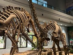 -自贡恐龙博物馆