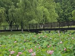 -沐仙湖湿地公园