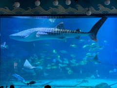 -烟台海昌鲸鲨海洋公园