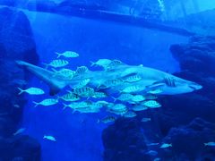 -成都浩海立方海洋公园