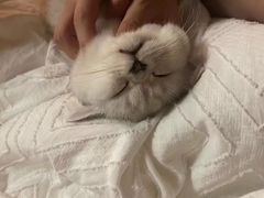 -萌宠之家·腊肠犬·马尔泰·小体犬舍