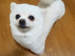 -贵族宠物·宠物美容(三阳路店)