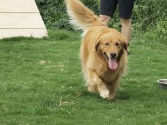 -趣玩宠物乐园寄养训犬训狗游泳池