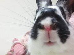 -菲尔斯特宠物医院