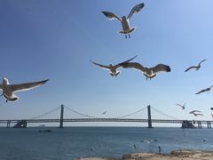 -星海湾跨海大桥