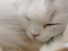 -共舞时光猫咖·狗咖(新街口店)