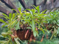 -深圳仙湖植物园