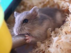 -怪兽屋·羊驼·猫咖·狗咖(俊华广场店)