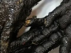 -土连锅·现熬养生汤锅(梁家巷店)