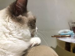 -喵喵咪呀布偶猫咖(春熙路店)