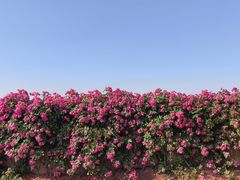 -上海滨江森林公园