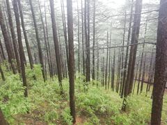 -苏木山森林公园