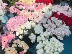 -曲阳花鸟市场(曲阳路店)