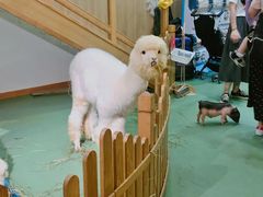 -藦茜花园宠物主题亲子互动体验馆(国顺东路店)