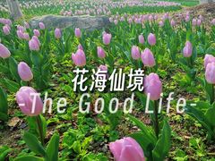 -上海鲜花港