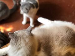 -猫猫幼稚园·撸猫·桌游·电玩