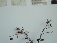大堂-纽巷咖啡 SOFTFOCUS COFFEE(锦和巴黎时韵店)