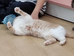 -1013 PET SHOP 宠物商店(近铁城市广场店)