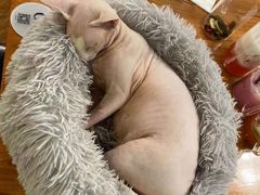 -猫小院猫主题餐厅(三里屯店)