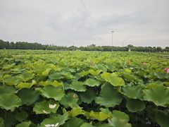 -嘉北郊野公园