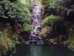 -十八棵（老龙井）御茶园(老龙井店)