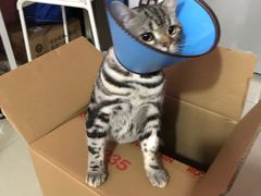 -暖阳宠物医院·犬猫康复中心·骨科