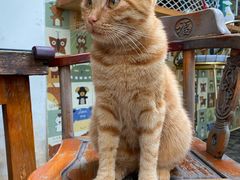 -喵屿·大理花园猫咖