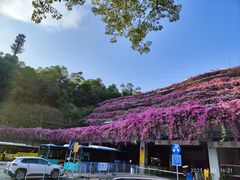 -深圳仙湖植物园