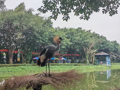 -广州长隆飞鸟乐园