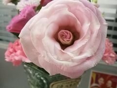 -哈根达斯(石家庄北国店)